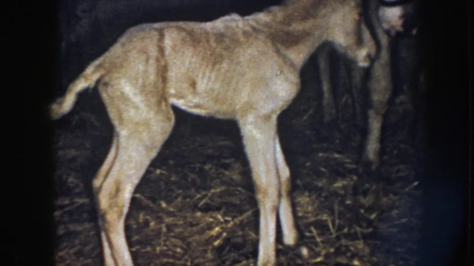 The pale foal bends forward on straw inside a dim Nebraska barn, appearing to steady itself during early movement.