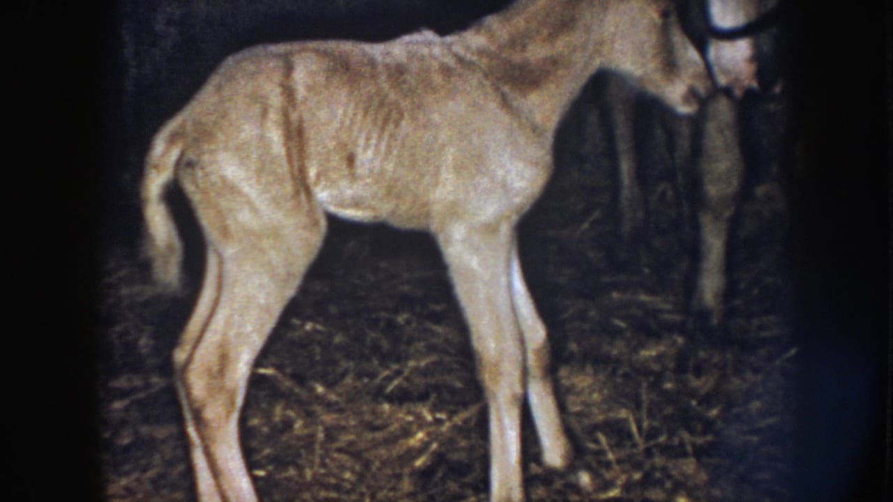 1958 Nebraska 8mm frame showing a pale newborn foal standing on straw near its mare in a dim wooden barn stall.