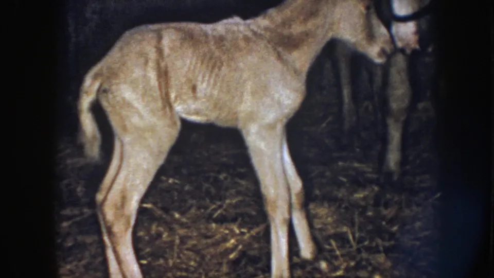 1958 Nebraska 8mm frame showing a pale newborn foal standing on straw near its mare in a dim wooden barn stall.