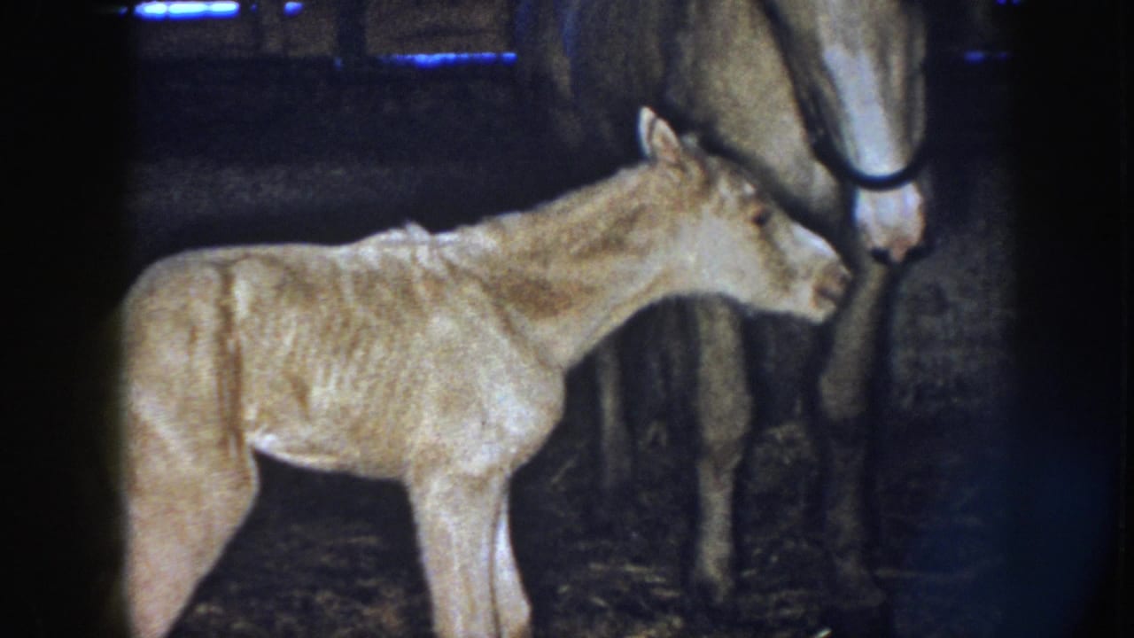 Newborn foal stands in profile near the mare's head inside a shadowed stall.