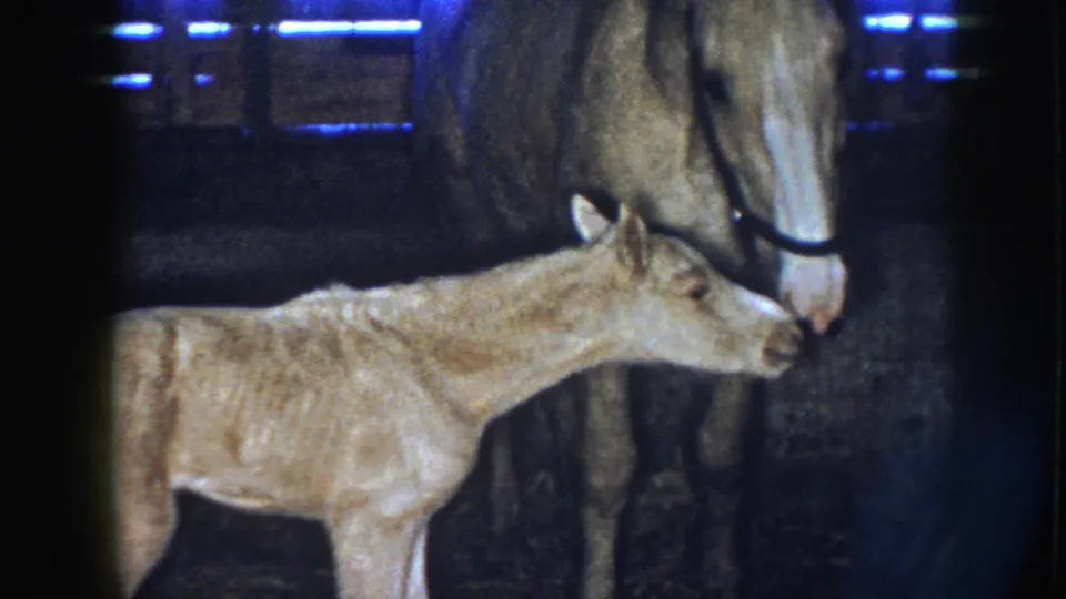 1958 Nebraska 8mm frame showing the newborn foal reaching toward the mare's muzzle over straw bedding.