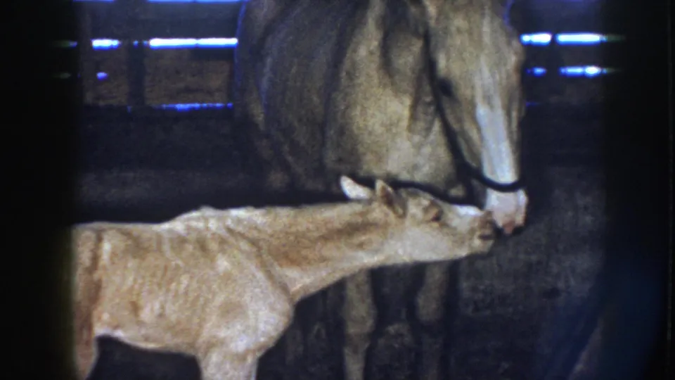 1958 Nebraska home-movie frame of a newborn foal touching muzzles with its haltered mare in a dim barn.