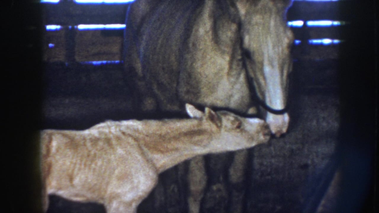 1958 Nebraska 8mm frame showing a haltered light mare nuzzling a small pale foal in a dim stable.