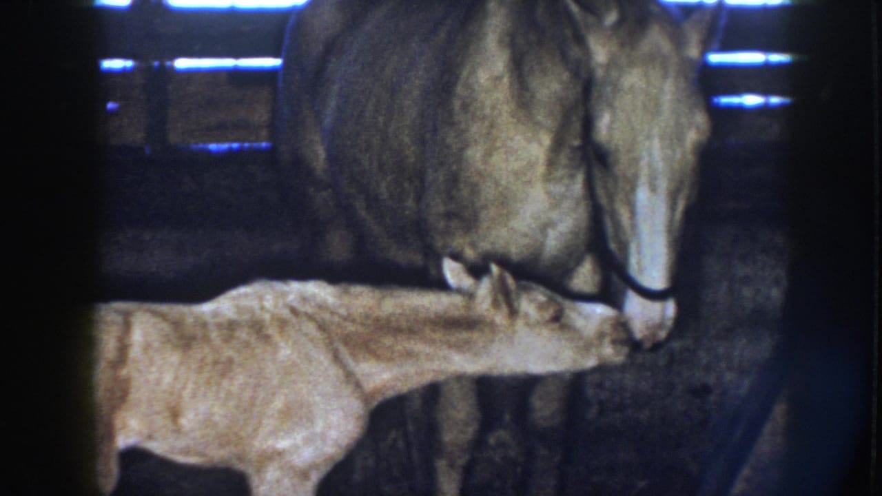 Mare and foal touch noses in a shadowed stable with blue light behind them.