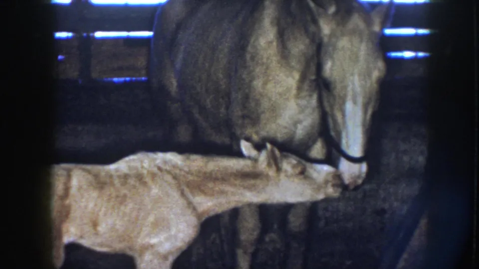The haltered mare and small foal appear nose to nose in 1958 Nebraska home-movie footage inside a barn.