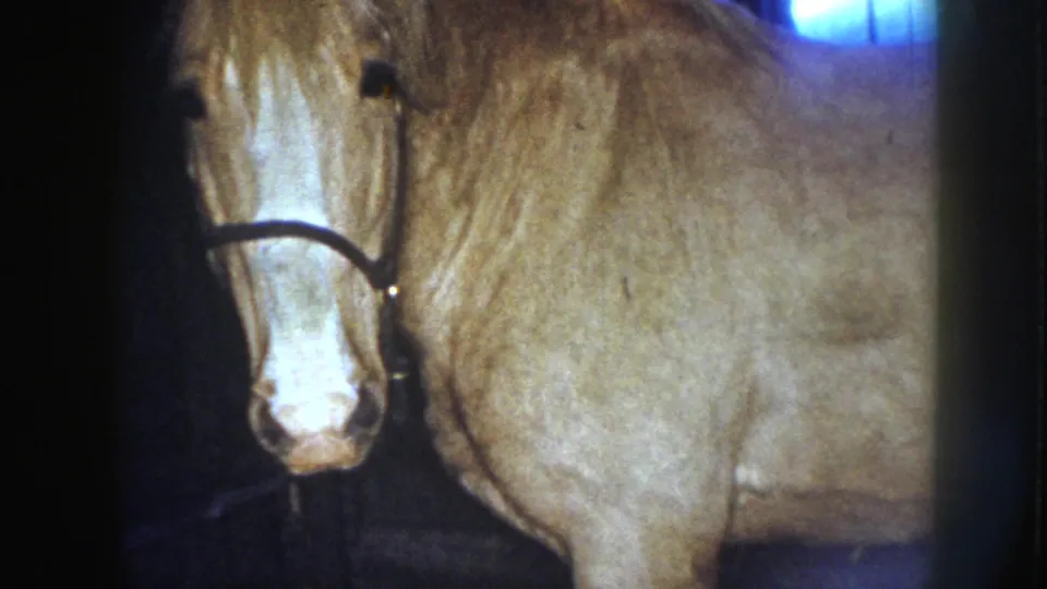 Close 8mm view of the haltered mare in the Nebraska barn, with the foal mostly out of frame.