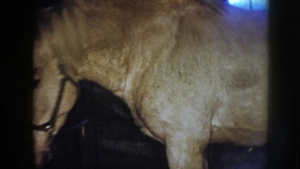 Final frame from the 1958 Nebraska 8mm clip shows the mare's side and halter area in the dim barn.