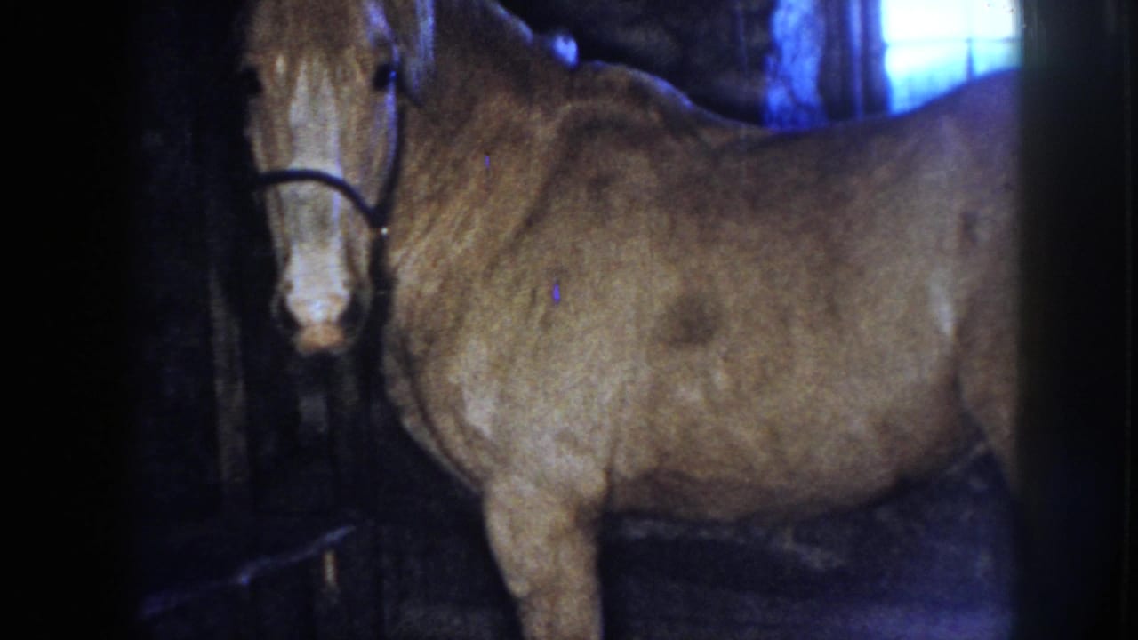 1958 Nebraska 8mm frame of a light-colored horse in a dark halter standing inside a blue-lit stable with a bright rear window.