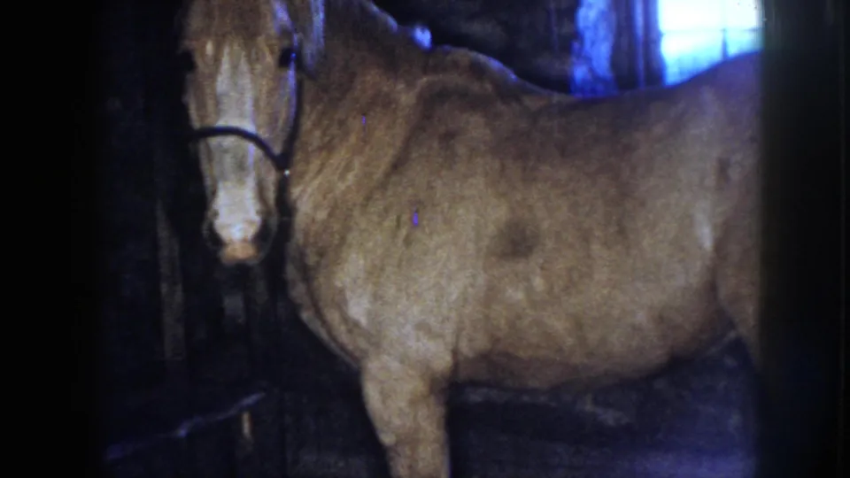 1958 Nebraska 8mm frame of a light-colored horse in a dark halter standing inside a blue-lit stable with a bright rear window.