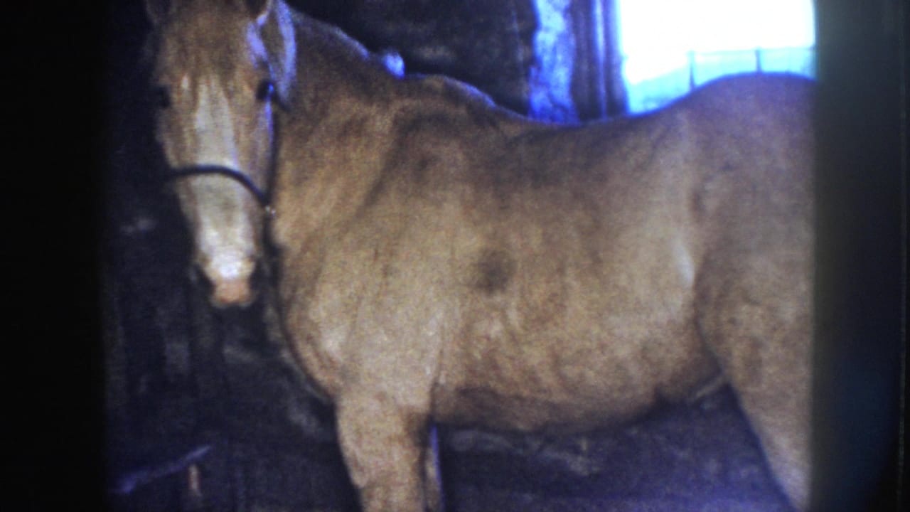 Horse stands mostly still in a dim stable with a bright window behind it.