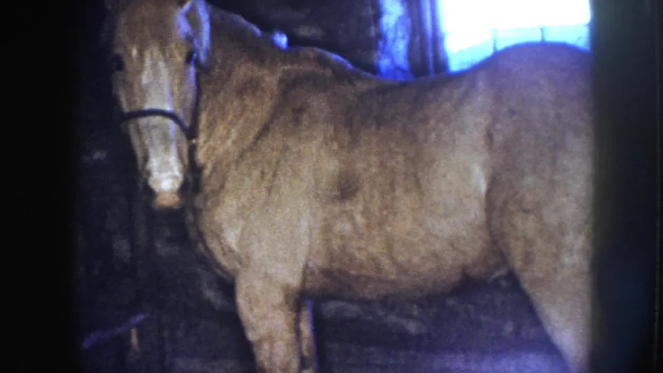 1958 Nebraska 8mm frame with a close, soft-focus view of the haltered horse in a dim stable interior under blue-toned light.