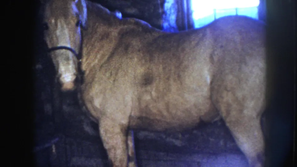 1958 Nebraska 8mm frame of the calm horse standing side-on, partly cropped, with a bright window and dark stable edges behind it.