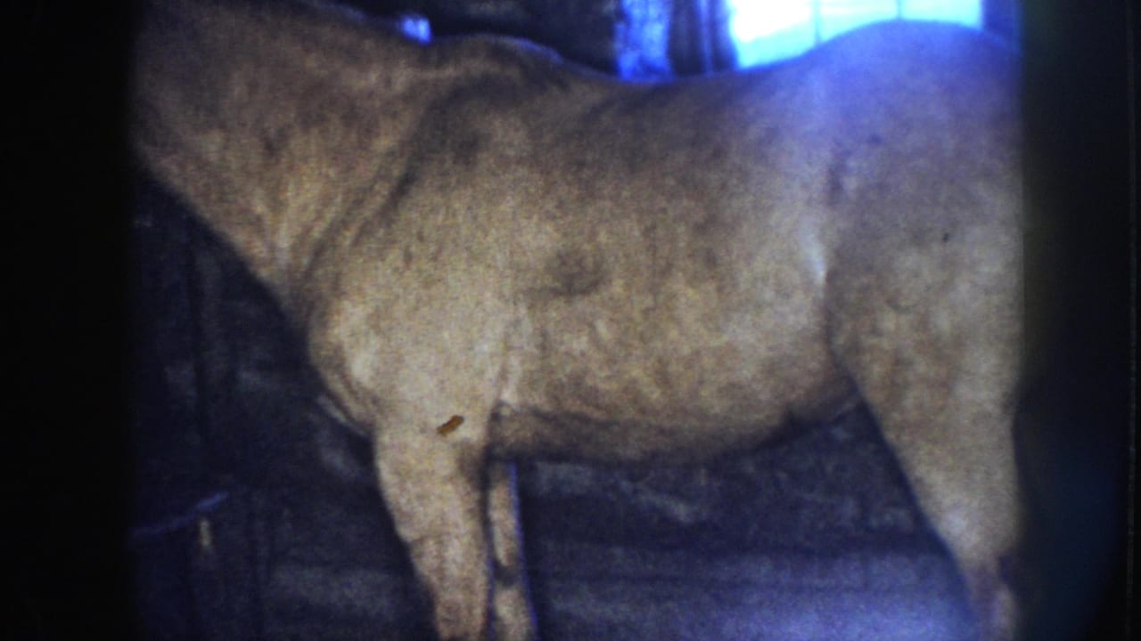A horse stands in a shadowed barn interior in archival 8mm footage from Nebraska, according to clip metadata.