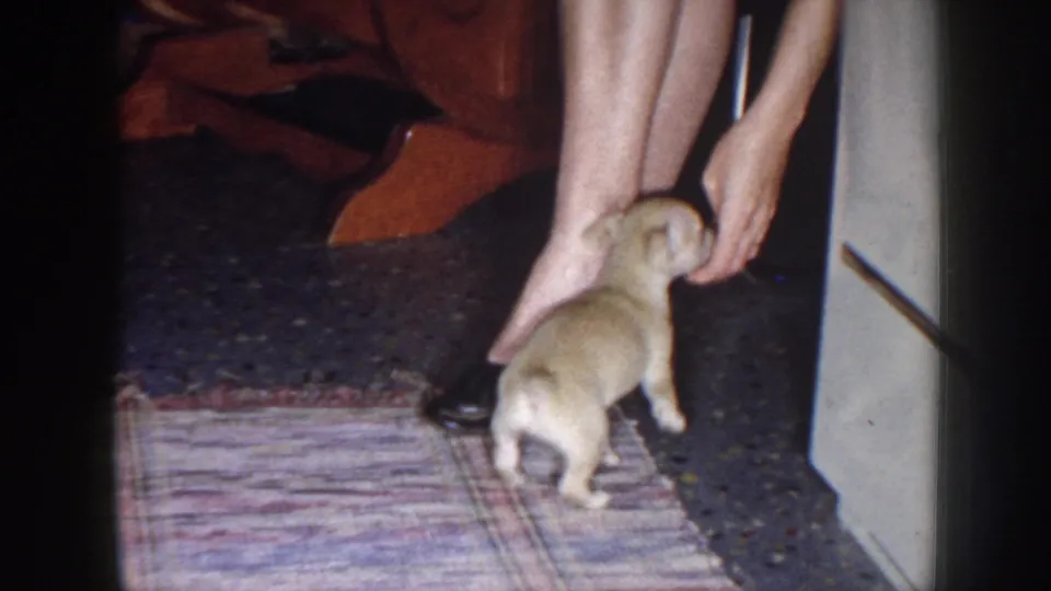 Indoor 1958 home-movie frame showing a small light-colored puppy being petted beside a patterned rug and doorway.