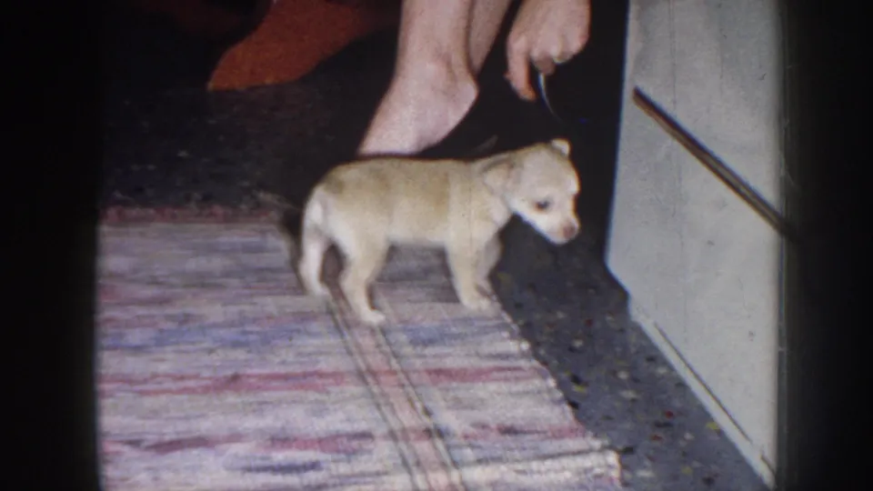 Indoor 1958 home-movie frame of a small light-colored puppy near a doorway and patterned rug.
