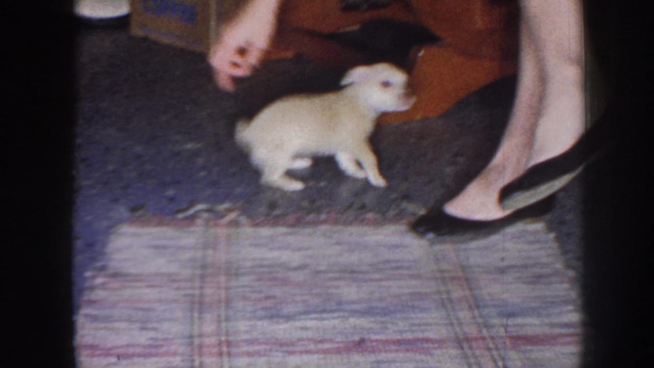 In a 1958 Nebraska home-movie frame, a small light-colored puppy moves near a woman's black heels at the edge of a patterned rug.