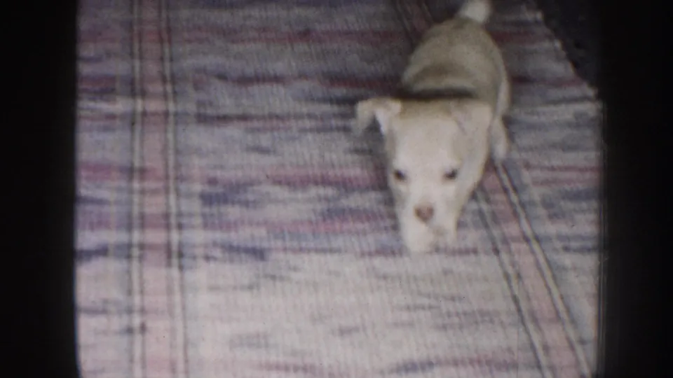 A small light-colored puppy faces the camera on a woven rug, with soft focus and faded color typical of 1950s 8mm home footage.