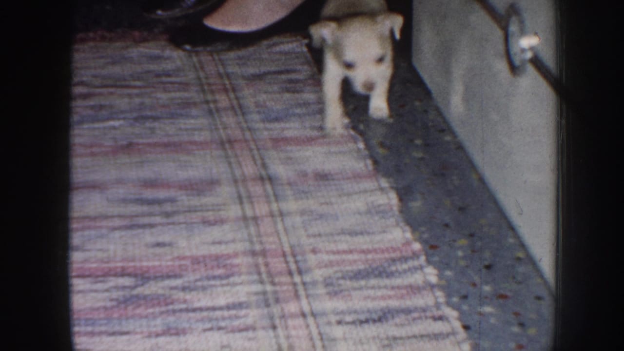 Light-colored puppy in a private home interior, standing near a patterned rug and speckled linoleum in 1958 Nebraska home-movie footage.