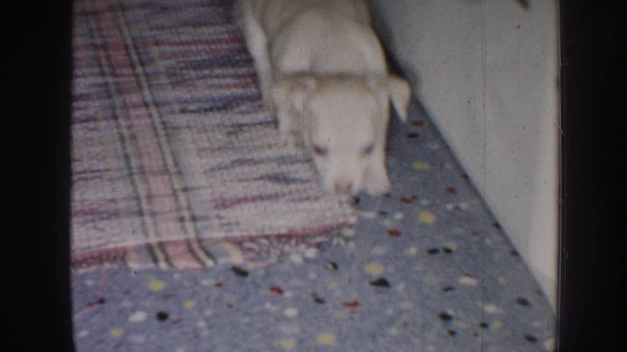 Puppy walking along a speckled floor beside a patterned rug.