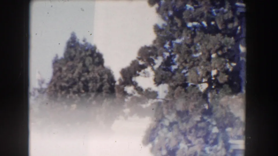 1960 Washington, DC home-movie frame showing trees and garden foliage with soft focus and bright overexposure near the lower half.
