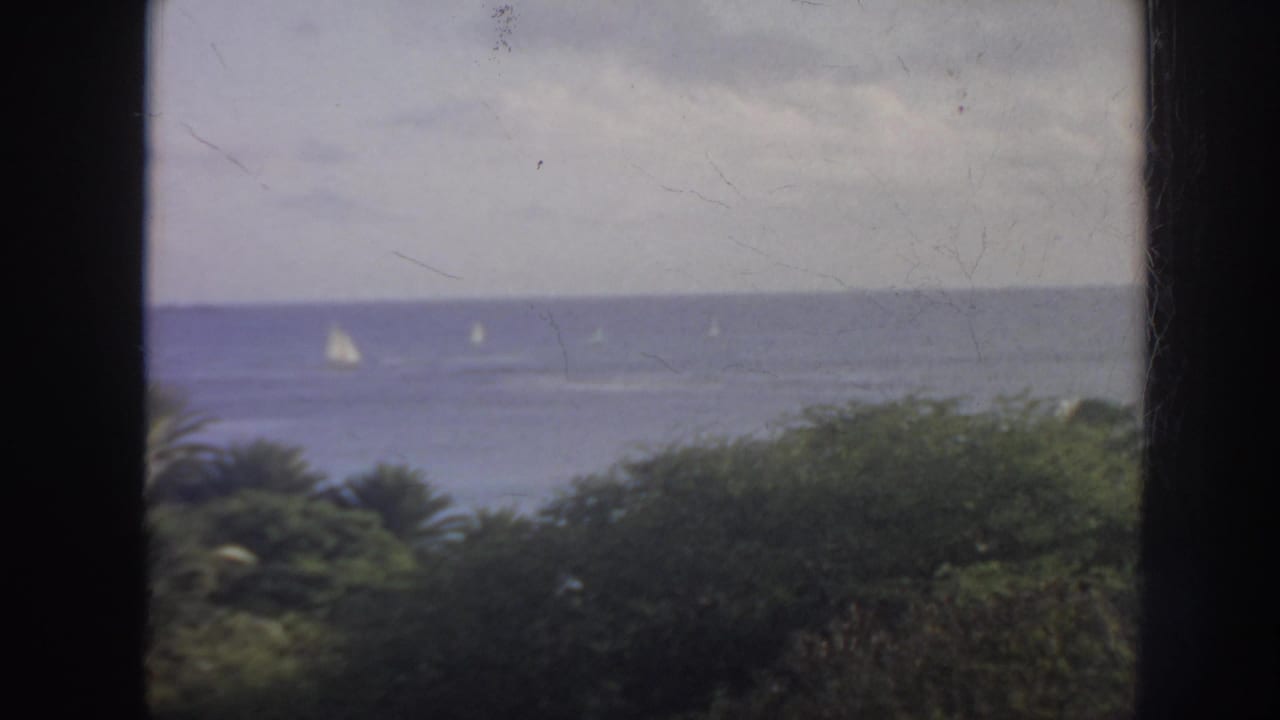 Several small sailboats on the ocean with shrubs and palms in the foreground.