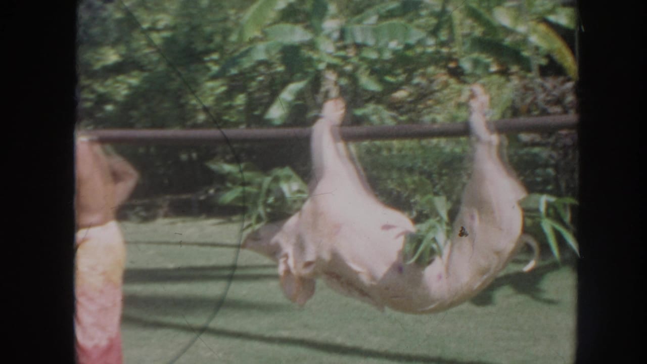 A whole pig hangs from a pole beside people on a lawn.