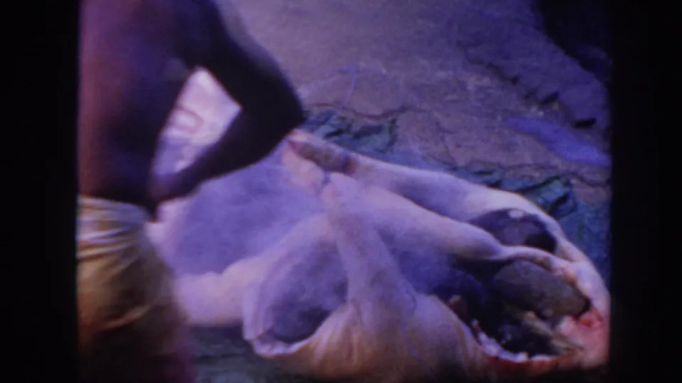 Close 1961 Hawaii home-movie view of a whole pig lying on a tarp with leafy coverings and a person cropped at the side.