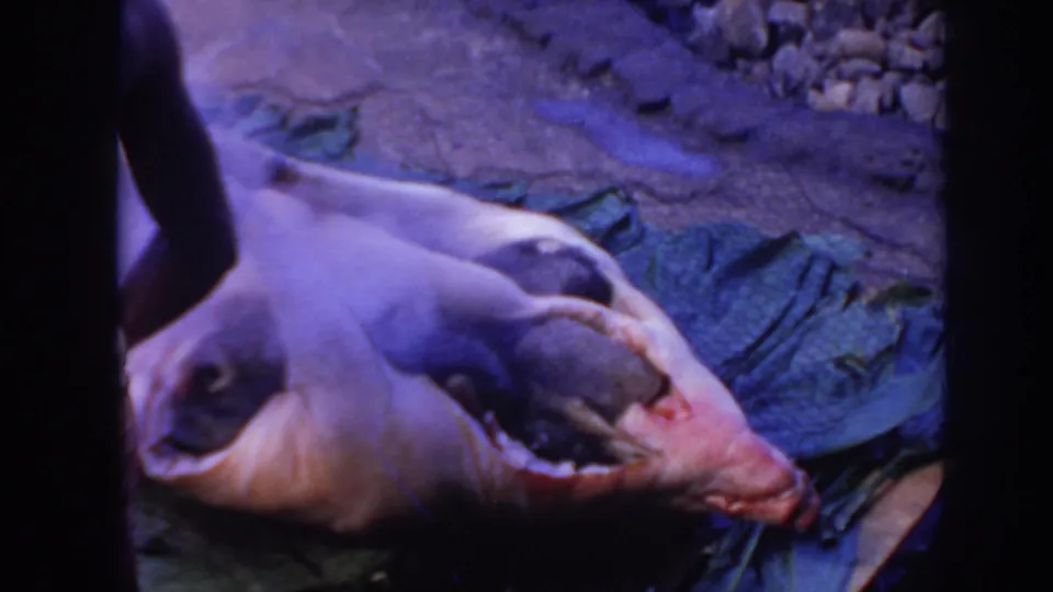 1961 Hawaii close frame showing the whole pig on a tarp, surrounded by leaves and outdoor ground during the roasting sequence.