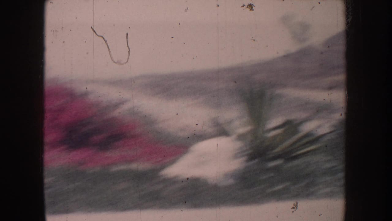 1962 California home-movie frame showing blurred pink flowering shrubs, spiky green vegetation, pale rocks, and visible 8mm gate edges.