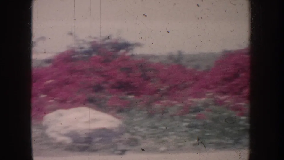 1962 California 8mm frame with pink flowering shrubs, green groundcover, pale rock, hazy sky, and vertical film scratches.