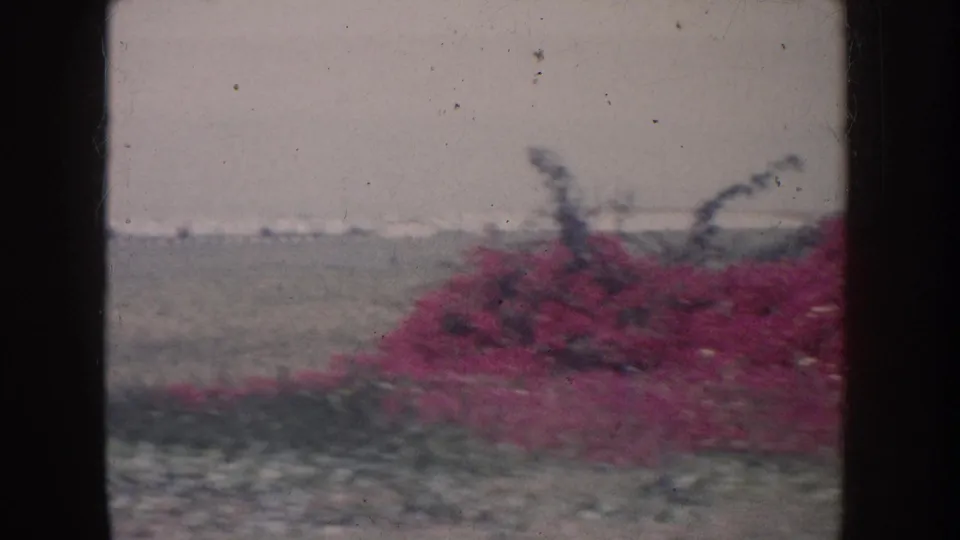 1962 California home-movie frame showing pink shrubs in the foreground, low vegetation, distant horizon, and aged 8mm surface marks.