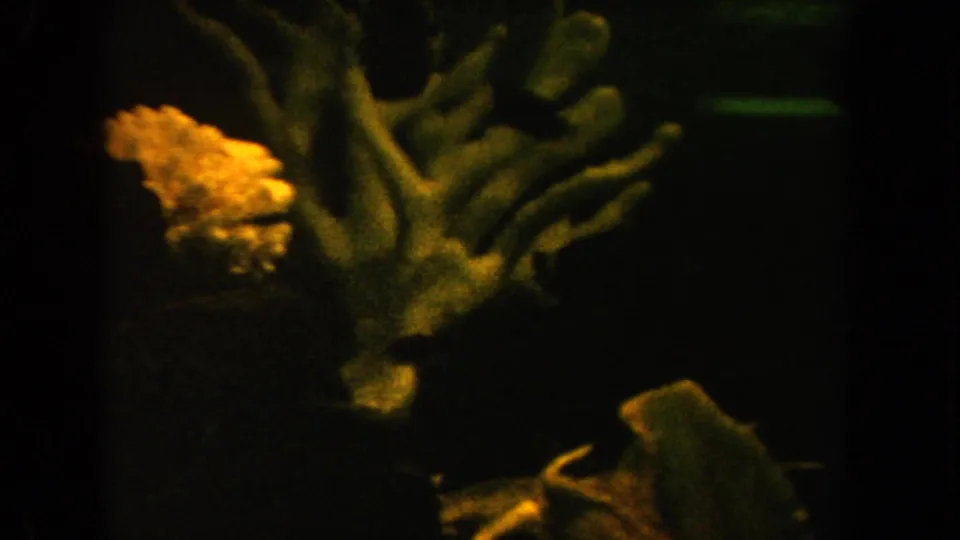 1962 California 8mm frame showing a dim aquarium with coral-like forms, starfish shapes, and warm green-yellow light.