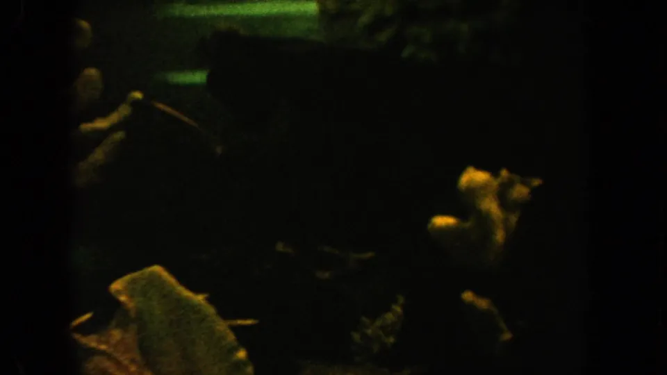 1962 California 8mm aquarium view with obscured fish, coral-like decor, and a pale starfish shape in low light.