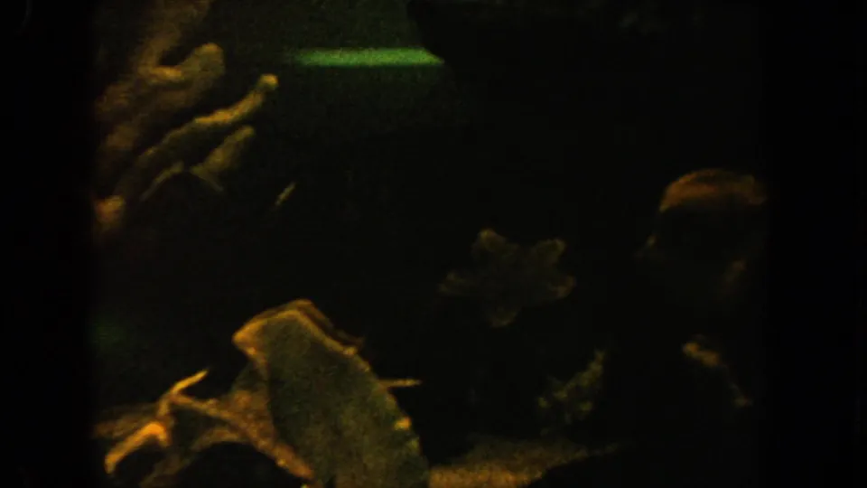 1962 California 8mm frame of a dim fish tank with coral-like pieces, faint fish movement, and shadowed tank floor.