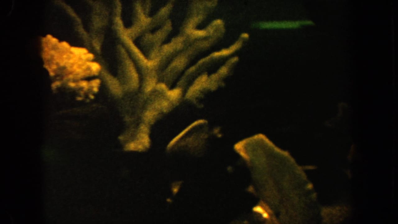 Dim aquarium view with branching coral-like decor and fish near dark water.
