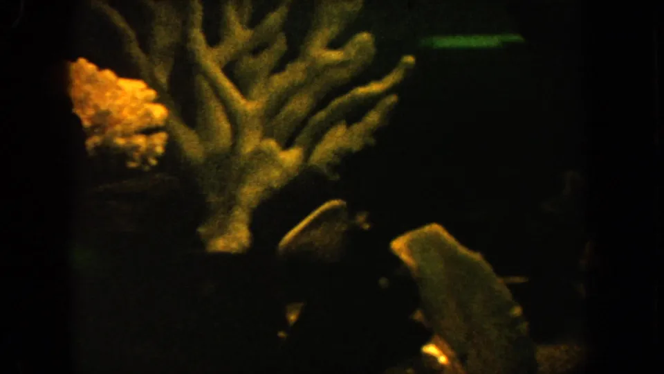 1962 California 8mm frame showing a dim aquarium with branching coral-like decor, dark water, and fish shapes near the glass.