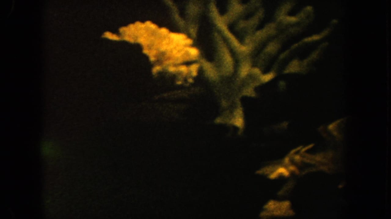 Aquarium fish pass near branching coral-like decor and a pale shell form.