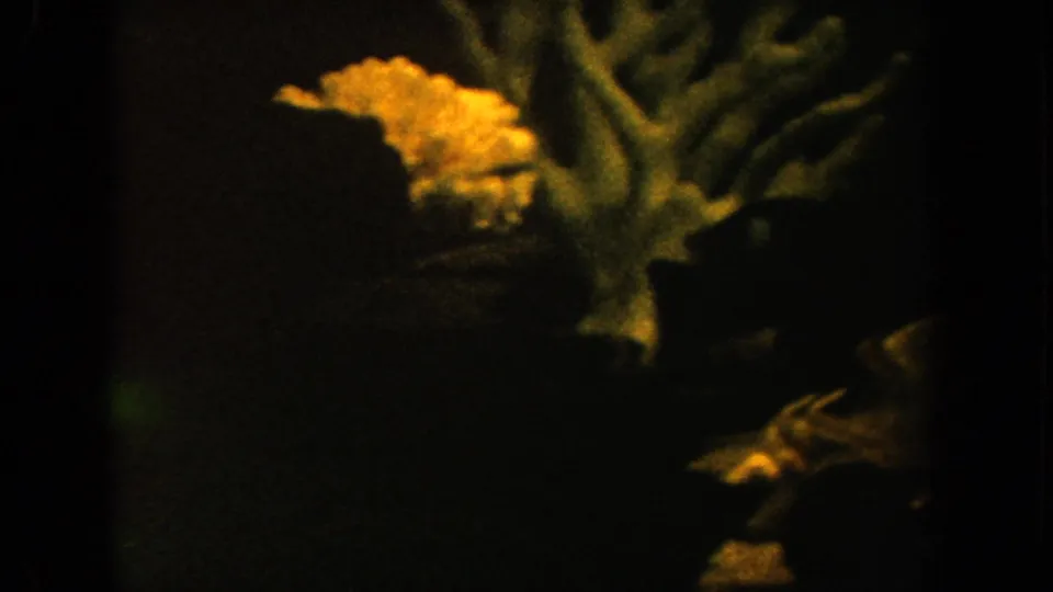1962 California aquarium footage with fish swimming beside branching coral-like decor and a pale shell shape in dim warm light.