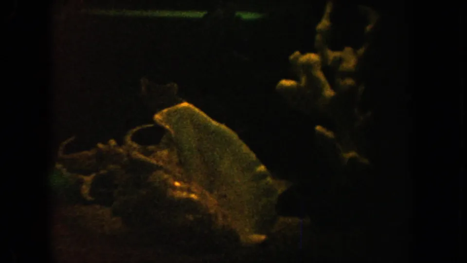 1962 California aquarium frame with a pale conch shell on gravel, fish nearby, and branching coral-like decor in the dark background.