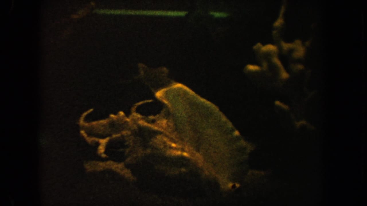 1962 California 8mm aquarium view with a pale fish form, coral-like display pieces, dark water, and warm film grain.
