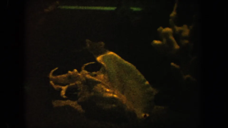 1962 California 8mm aquarium view with a pale fish form, coral-like display pieces, dark water, and warm film grain.