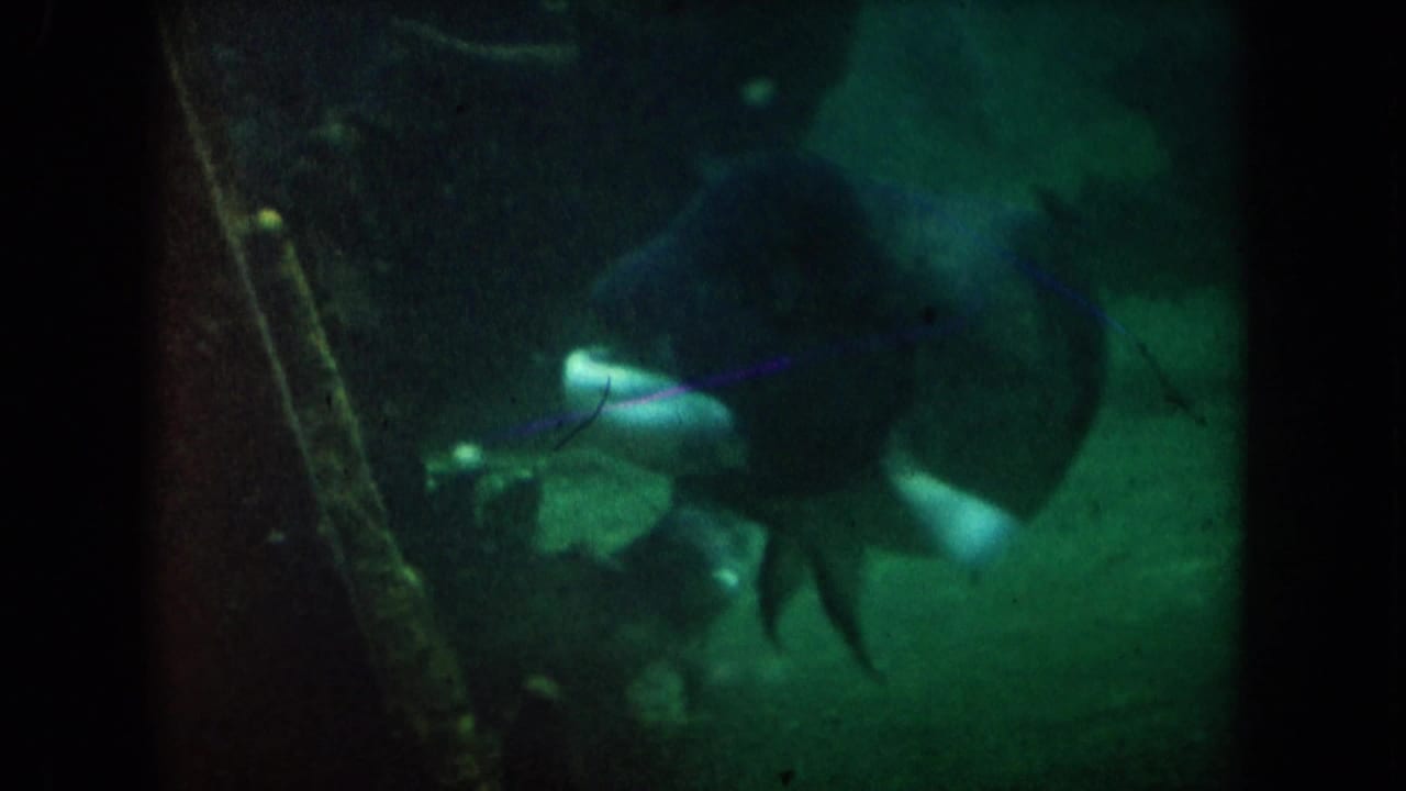 1962 California 8mm frame showing a large dark fish in green-tinted aquarium water, partly obscured by low light and glass distortion.