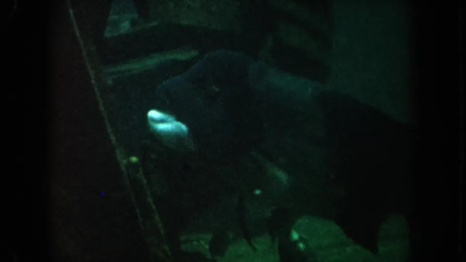 1962 California 8mm frame of a large fish passing close to the viewing glass in a shadowed green aquarium tank.