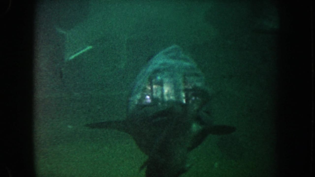 Large fish facing the camera in dark green water.