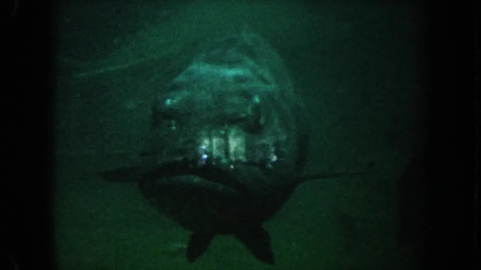 1962 California 8mm still of a large fish centered in green water, with fins and gill area visible through soft low-light exposure.