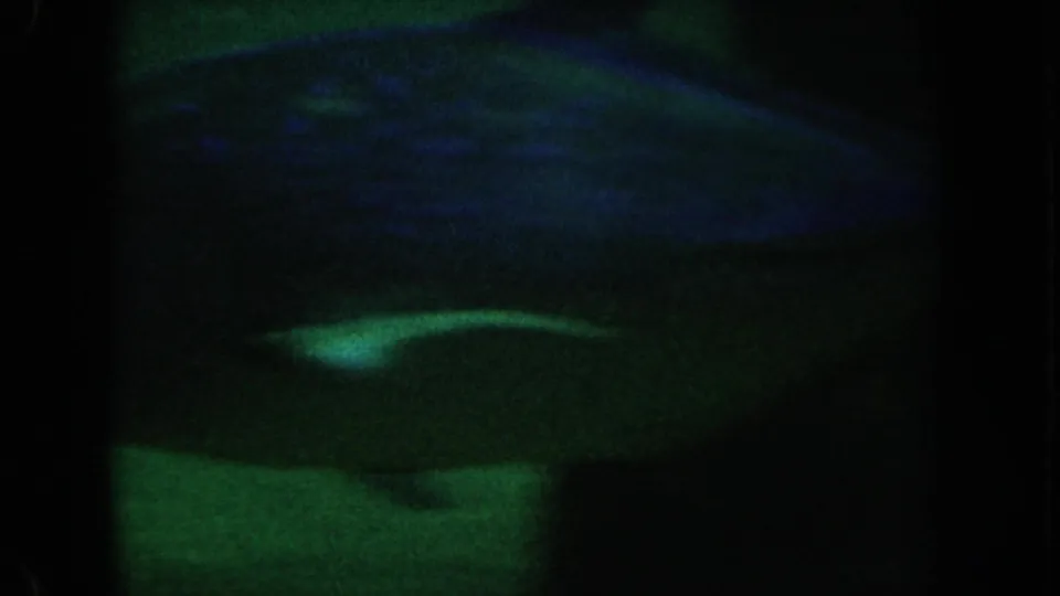 1962 California 8mm frame showing a large fish in side profile, with a blue-green highlight across its back in dark water.