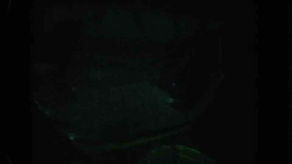1962 California 8mm still with a dim side view of a large fish low in the frame, partly lost in dark green water.