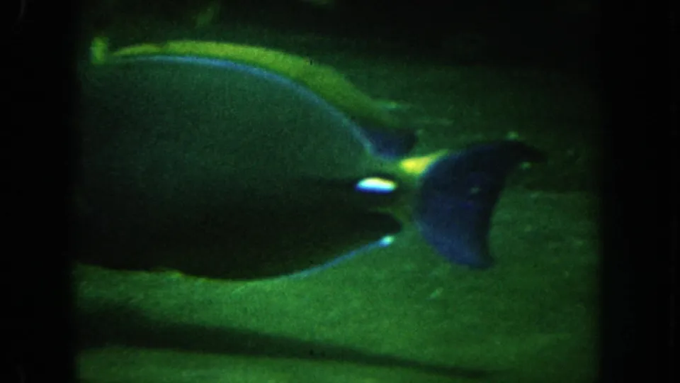 A large blue and yellow fish appears in a dim aquarium frame within 1962 California 8mm home-movie footage.