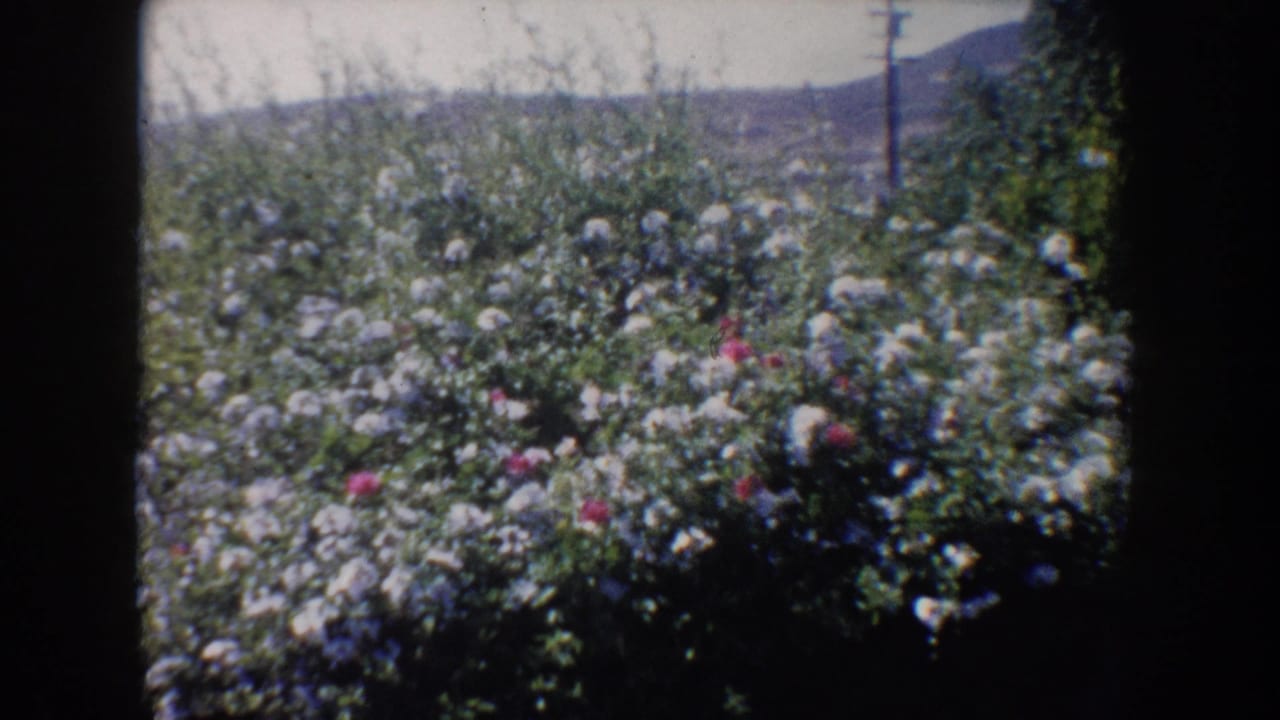 1962 California home-movie view of rose bushes in bloom, with a utility pole and low hills beyond the garden.
