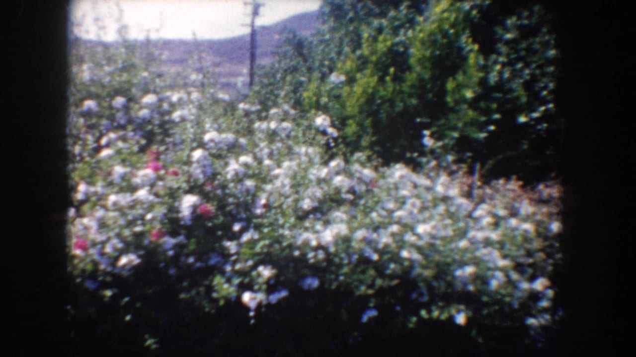 Sunlit 1962 California garden view with flowering rose bushes, trees, utility poles, and hazy hills in the background.